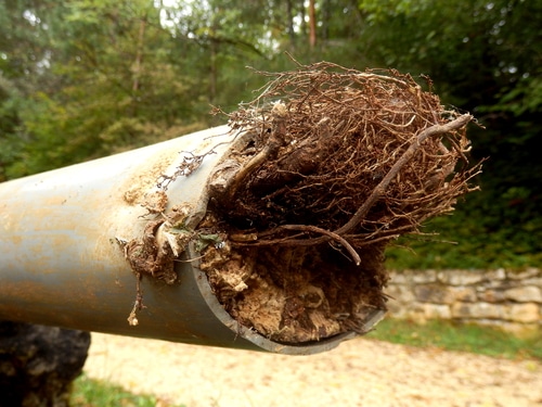 Roots coming out of a pipe
